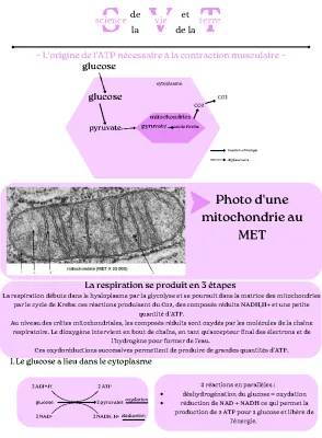 L'origine de l'ATP necessaire a la contraction musculaire 