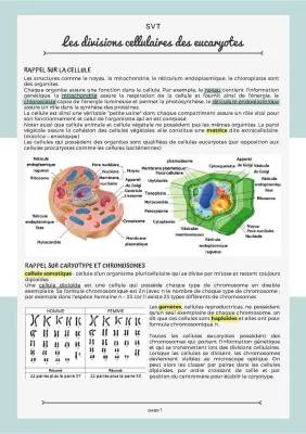 Les Divisions Cellulaires des Eucaryotes PDF - Mitose et Méiose Fiche de Révision