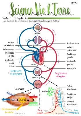 Évaluation SVT 5ème: Comment le dioxygène et les nutriments arrivent aux organes