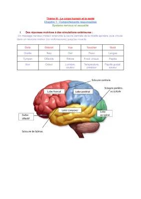 Comment le cannabis affecte ton cerveau et d'autres trucs cool sur ton corps