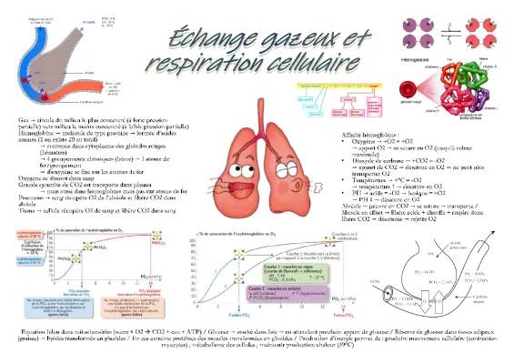 Fiche ST2S BPH : Échange gazeux et respiration cellulaire 