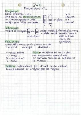 Sujet Brevet SVT: Génétique, Chromosomes et Reproduction - Avec Corrigés PDF