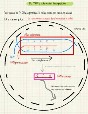 Les étapes de la transcription et traduction de l'ADN en ARN messager