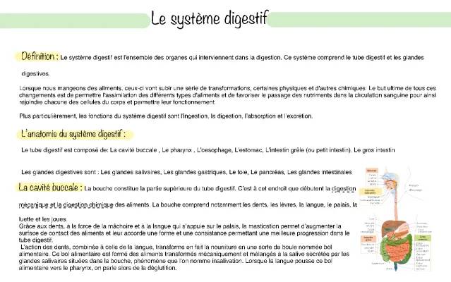 Schéma de l'appareil digestif PDF et 6 fonctions du système digestif