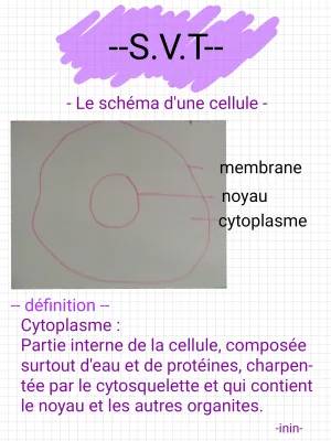 Schéma d'une cellule: végétale, animale, humaine - Rôles du Cytoplasme et organites