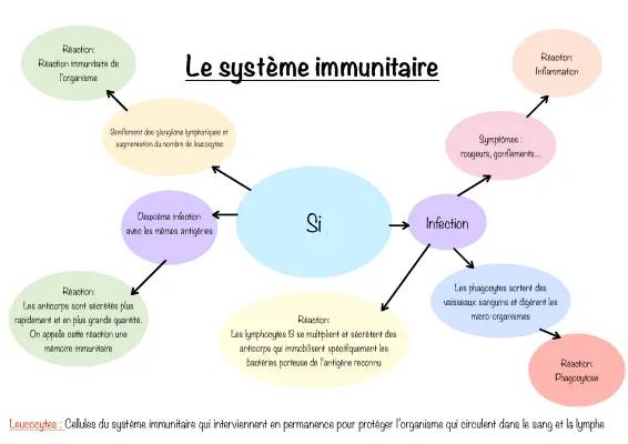 Carte Mentale Système Immunitaire 3ème - Cours Résumé et PDF