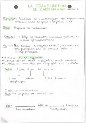 Les Étapes de la Transcription et Traduction de l'ADN