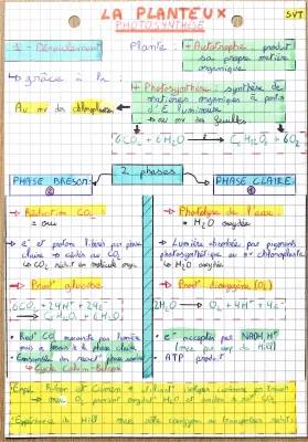 How Plants Do Photosynthesis: Steps and Cool Interactions!