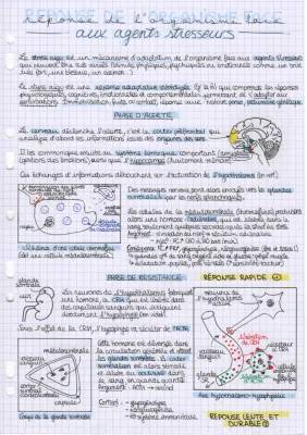 Stress et Comportement SVT Terminale: Schémas et Effets