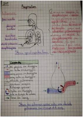 La Respiration humaine