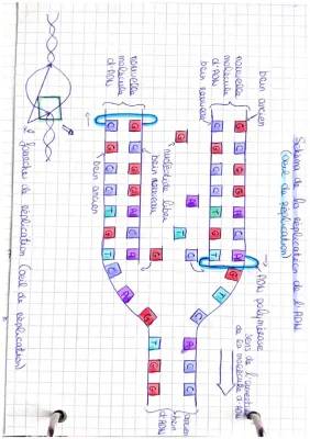 Comprendre la réplication de l'ADN : œil de réplication et polymérase