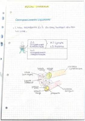 Tout savoir sur les reins et les compartiments liquidiens