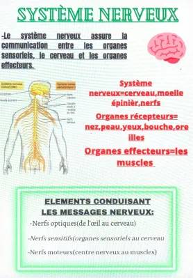 Le système nerveux en 4ème : Cours, exercices, et fiches de révision PDF