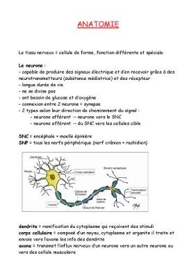 Tout sur le Tissu Nerveux et Neurotransmetteurs - Schémas et Exemples PDF