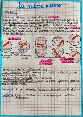 Mitose et Méiose : Les 4 phases faciles à comprendre avec schémas