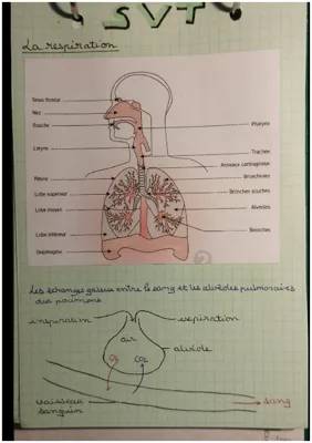 Découvre le Système Respiratoire et Comment Respirent les Poissons