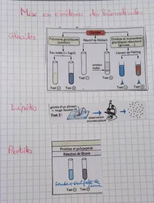 Mise en évidence des glucides, lipides et protides pour enfants - PDF et Tests Faciles