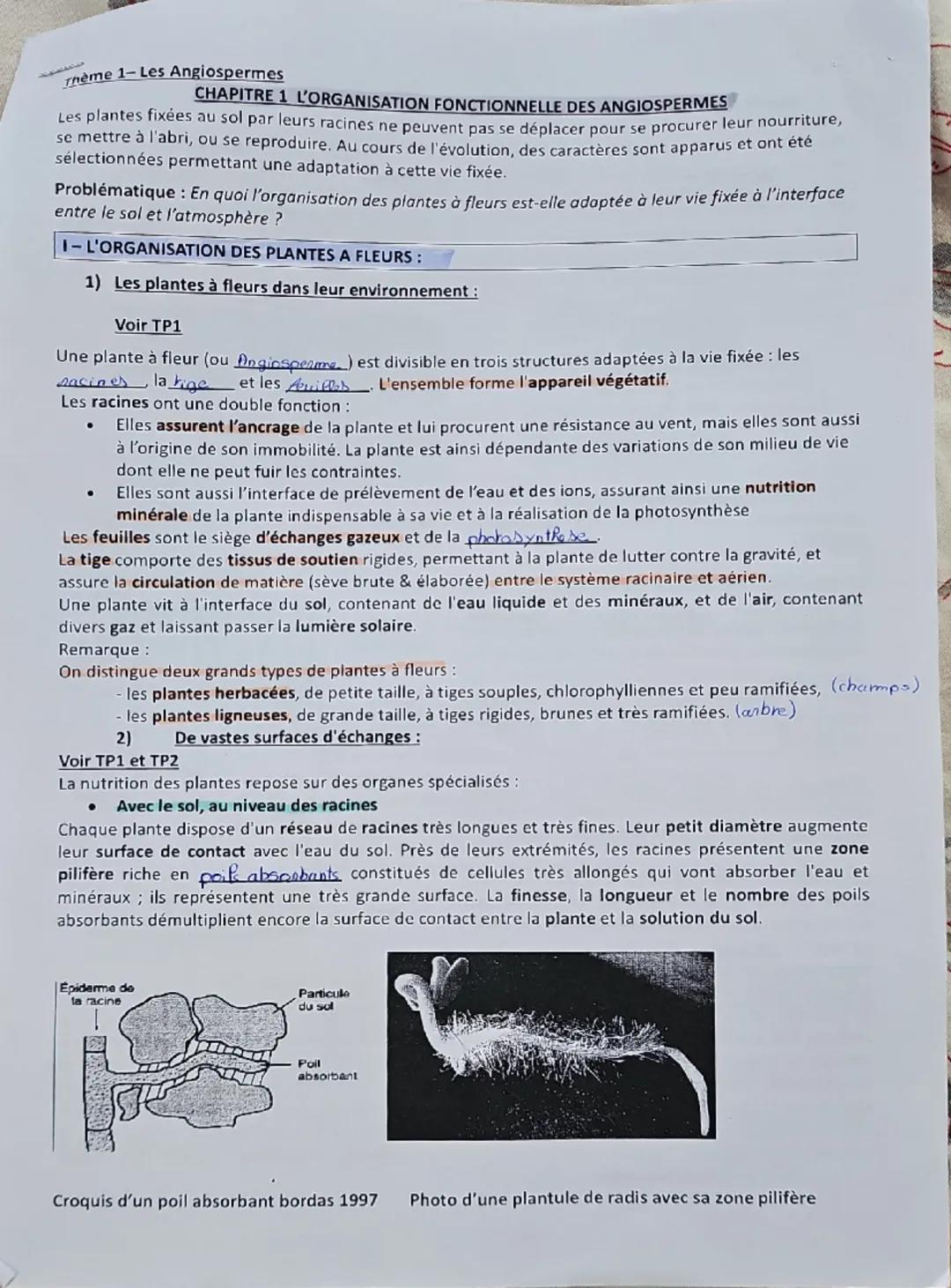 Chapitre 1 : Fonctionnement et Structure des Plantes Angiospermes