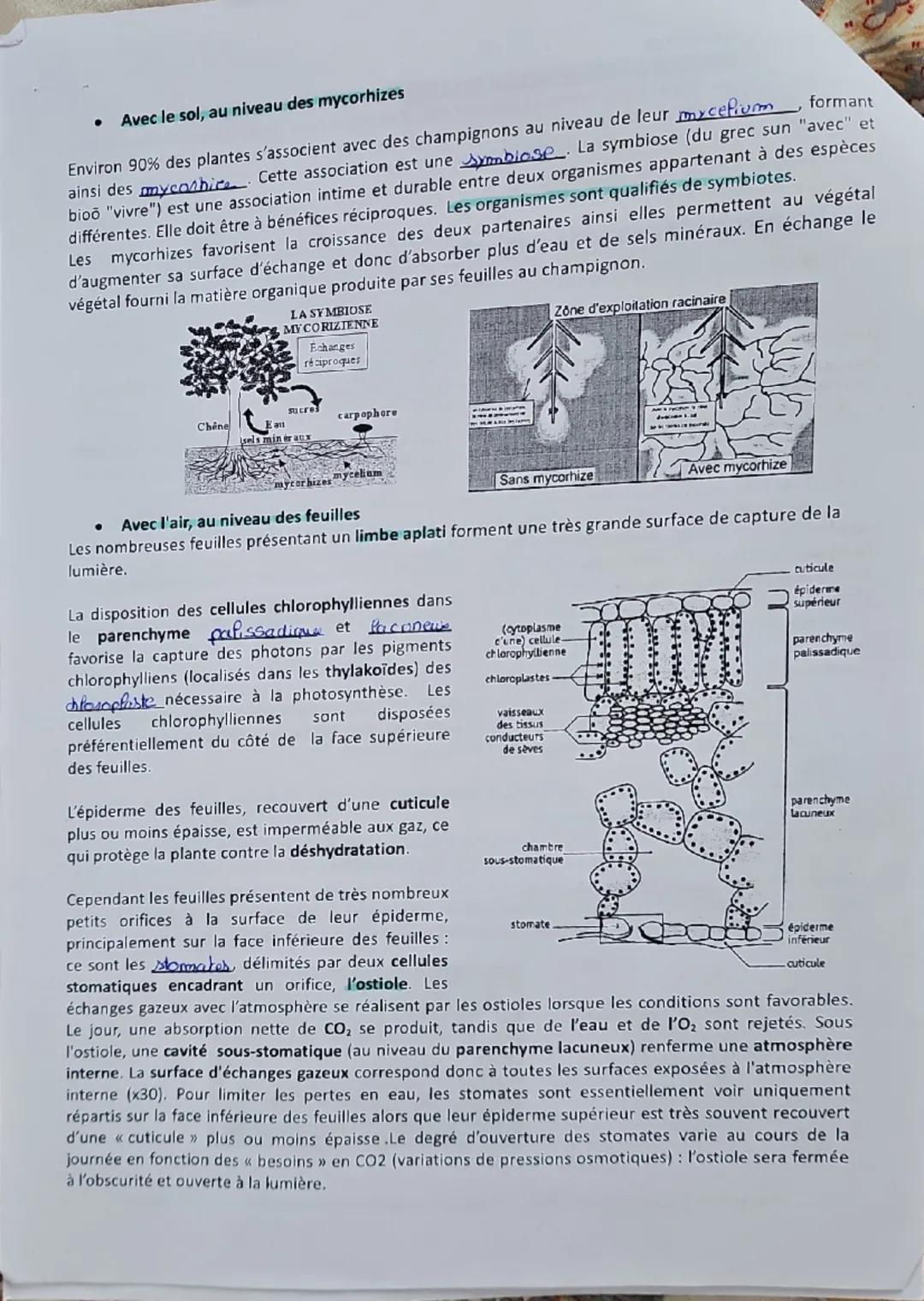 Thème 1-Les Angiospermes

CHAPITRE 1 L'ORGANISATION FONCTIONNELLE DES ANGIOSPERMES

Les plantes fixées au sol par leurs racines ne peuvent p