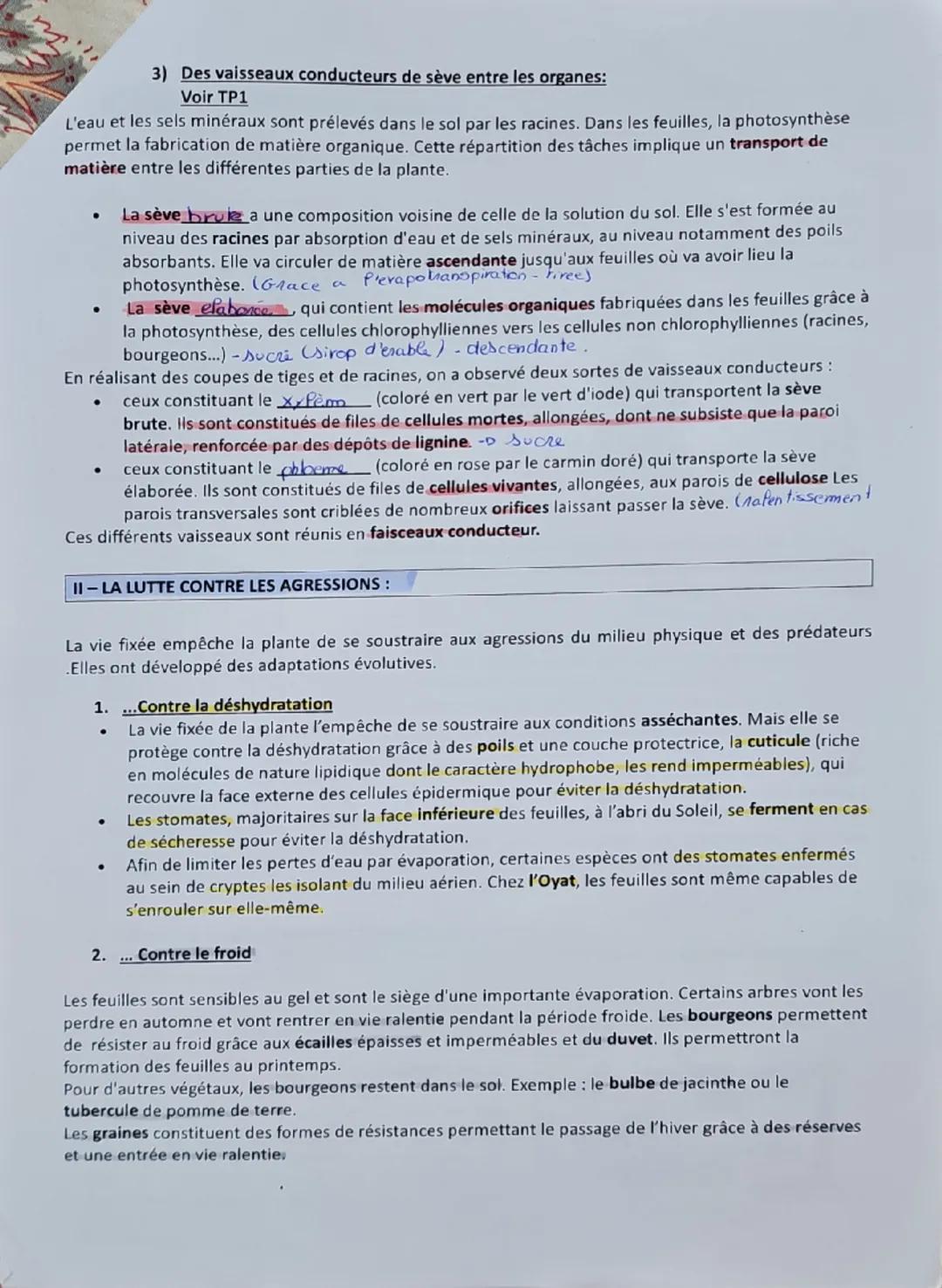 Thème 1-Les Angiospermes

CHAPITRE 1 L'ORGANISATION FONCTIONNELLE DES ANGIOSPERMES

Les plantes fixées au sol par leurs racines ne peuvent p