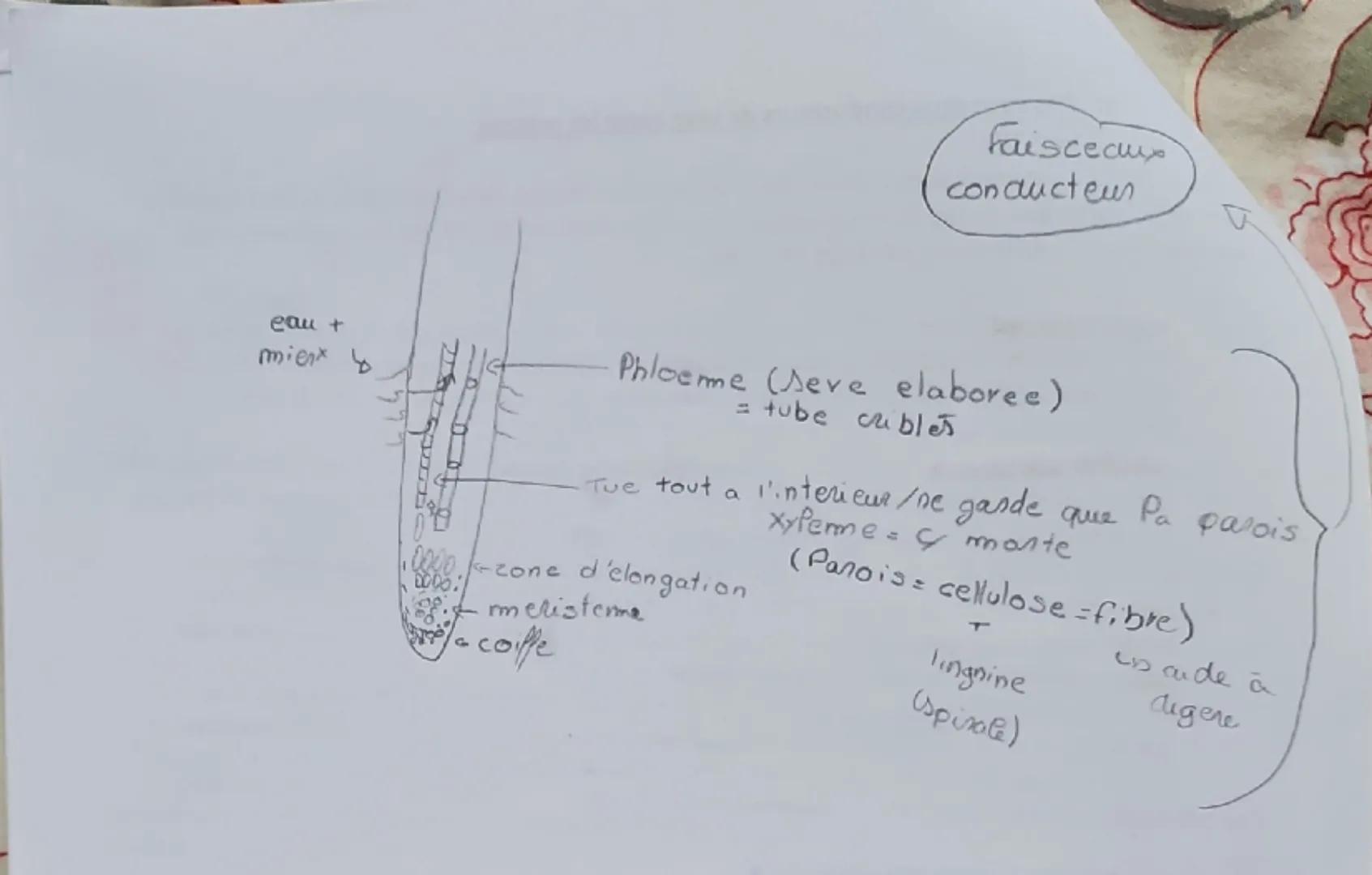 Thème 1-Les Angiospermes

CHAPITRE 1 L'ORGANISATION FONCTIONNELLE DES ANGIOSPERMES

Les plantes fixées au sol par leurs racines ne peuvent p