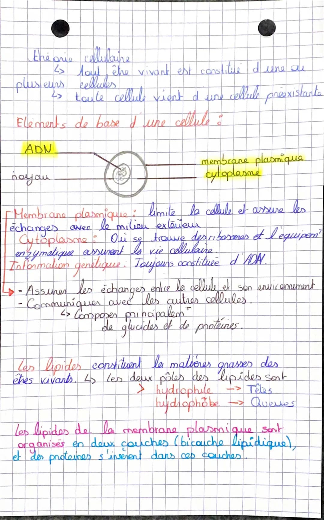 Théorie cellulaire 