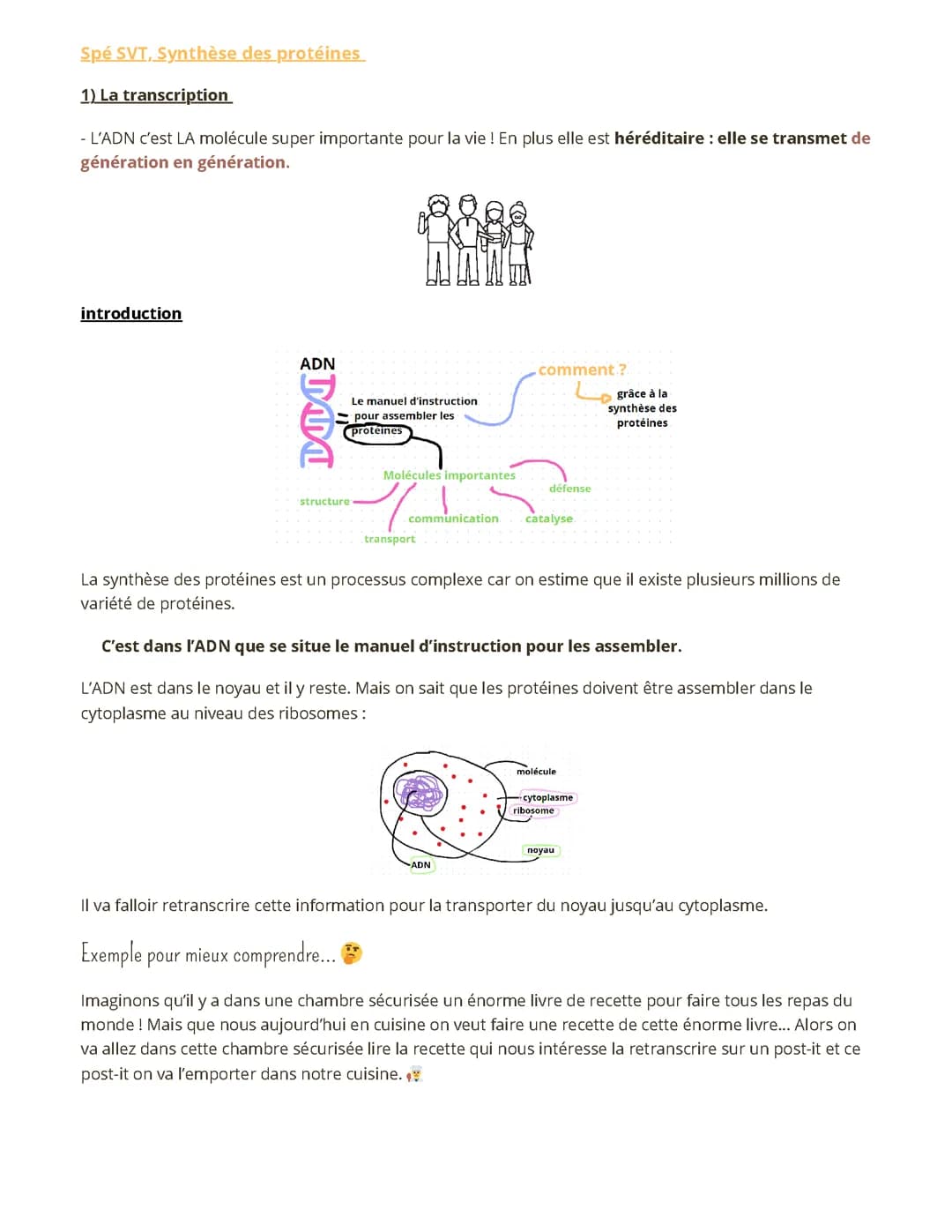 L'expression du patrimoine génétique-la synthèse des protéines fiche de révision première spé SVT