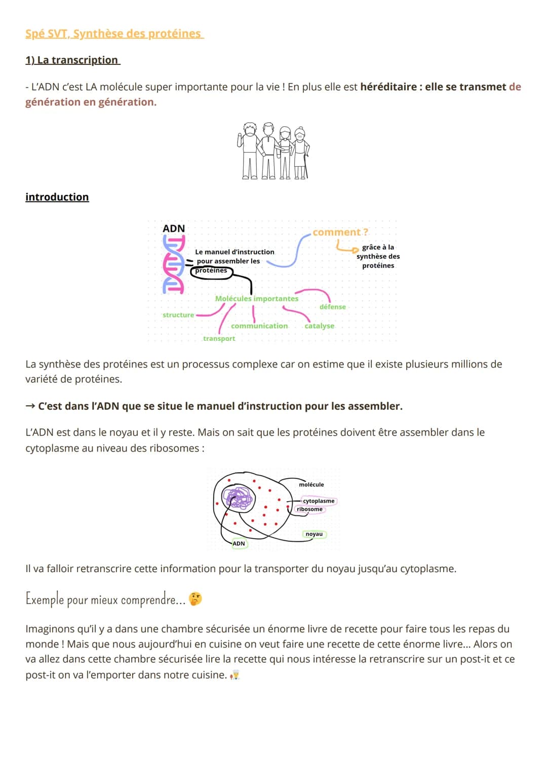 Spé SVT, Synthèse des protéines
1) La transcription
- L'ADN c'est LA molécule super importante pour la vie ! En plus elle est héréditaire : 