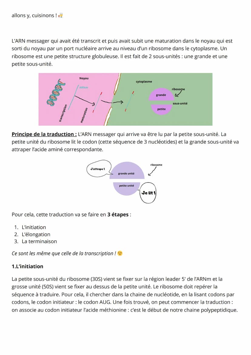Spé SVT, Synthèse des protéines
1) La transcription
- L'ADN c'est LA molécule super importante pour la vie ! En plus elle est héréditaire : 