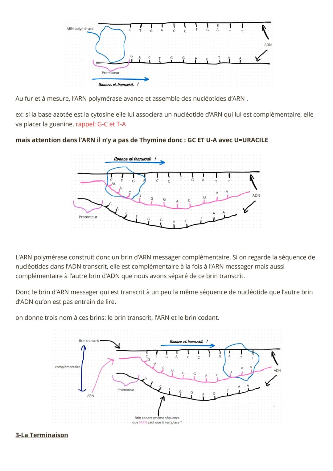 Spé SVT, Synthèse des protéines
1) La transcription
- L'ADN c'est LA molécule super importante pour la vie ! En plus elle est héréditaire : 
