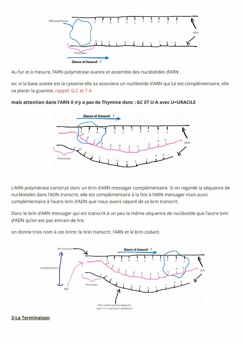 Spé SVT, Synthèse des protéines
1) La transcription
- L'ADN c'est LA molécule super importante pour la vie ! En plus elle est héréditaire : 