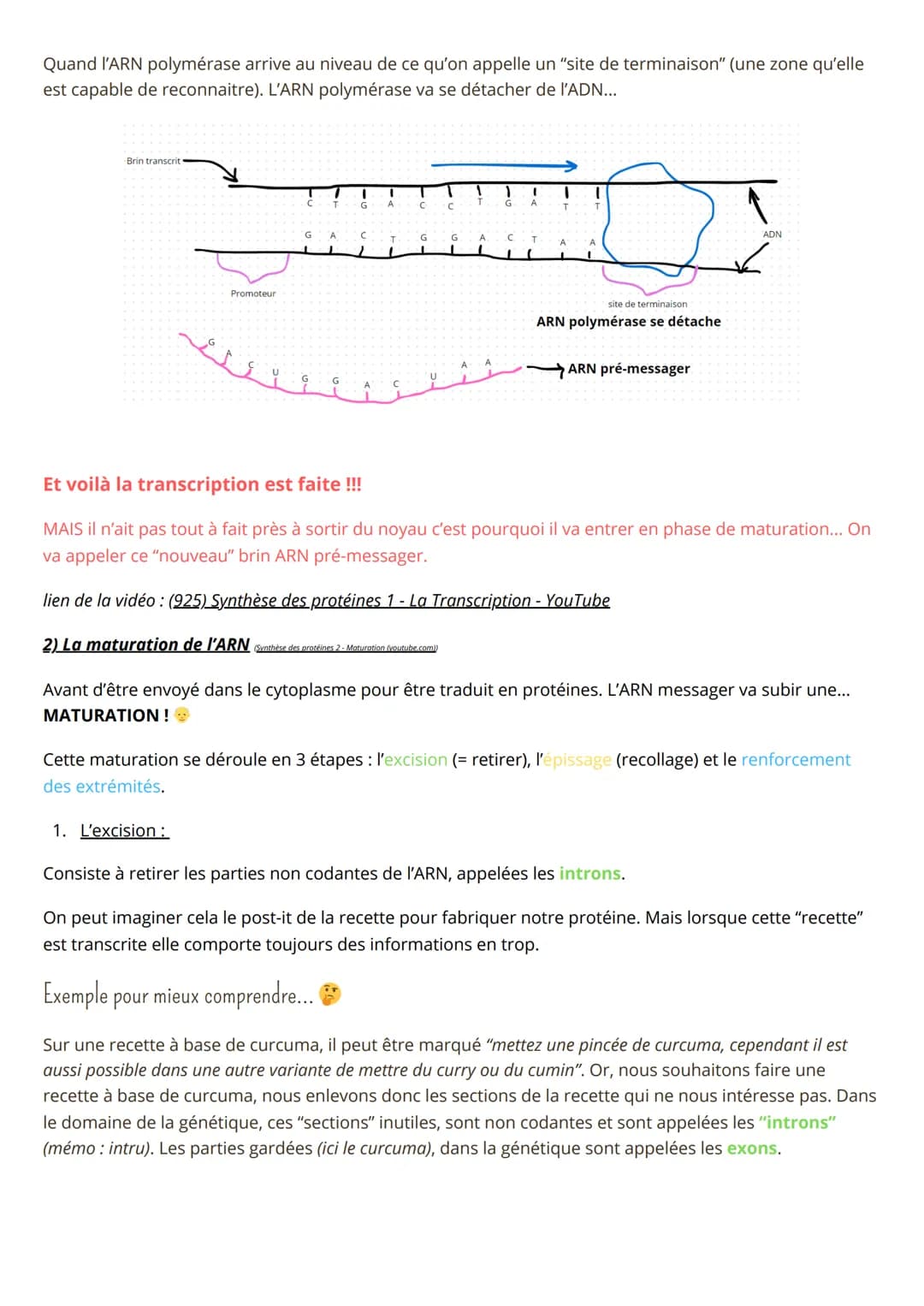 Spé SVT, Synthèse des protéines
1) La transcription
- L'ADN c'est LA molécule super importante pour la vie ! En plus elle est héréditaire : 