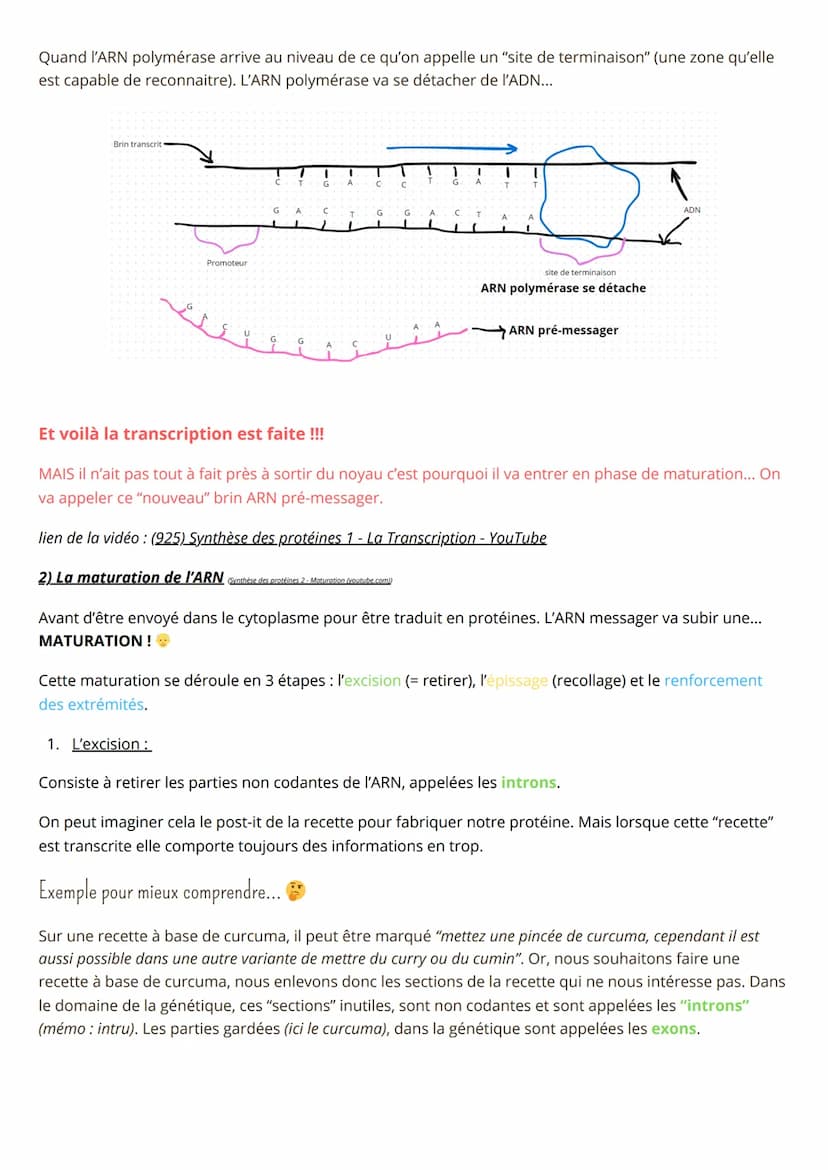 Spé SVT, Synthèse des protéines
1) La transcription
- L'ADN c'est LA molécule super importante pour la vie ! En plus elle est héréditaire : 