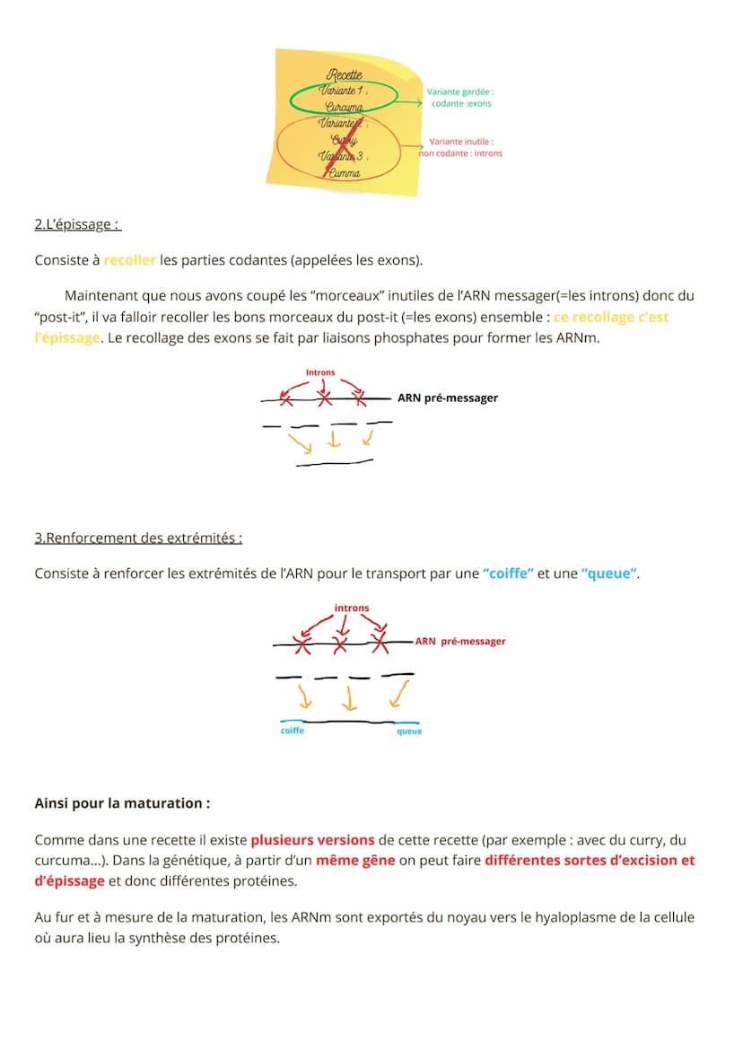 Spé SVT, Synthèse des protéines
1) La transcription
- L'ADN c'est LA molécule super importante pour la vie ! En plus elle est héréditaire : 