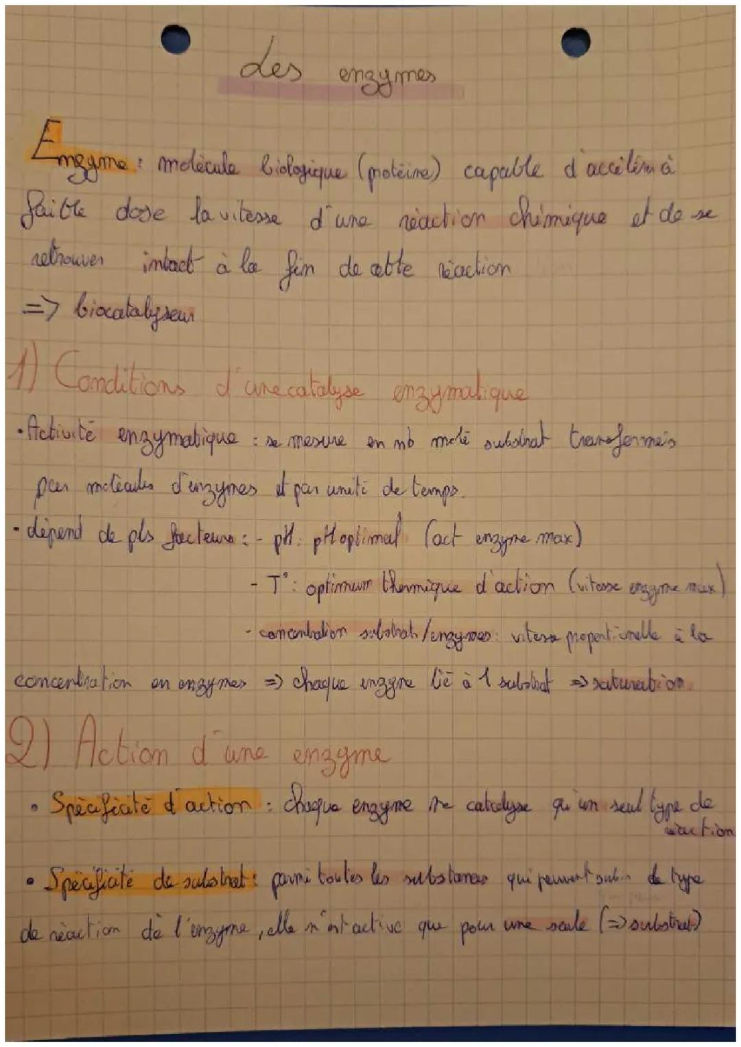 Tout sur les enzymes : conditions, spécificité et complexe enzyme-substrat