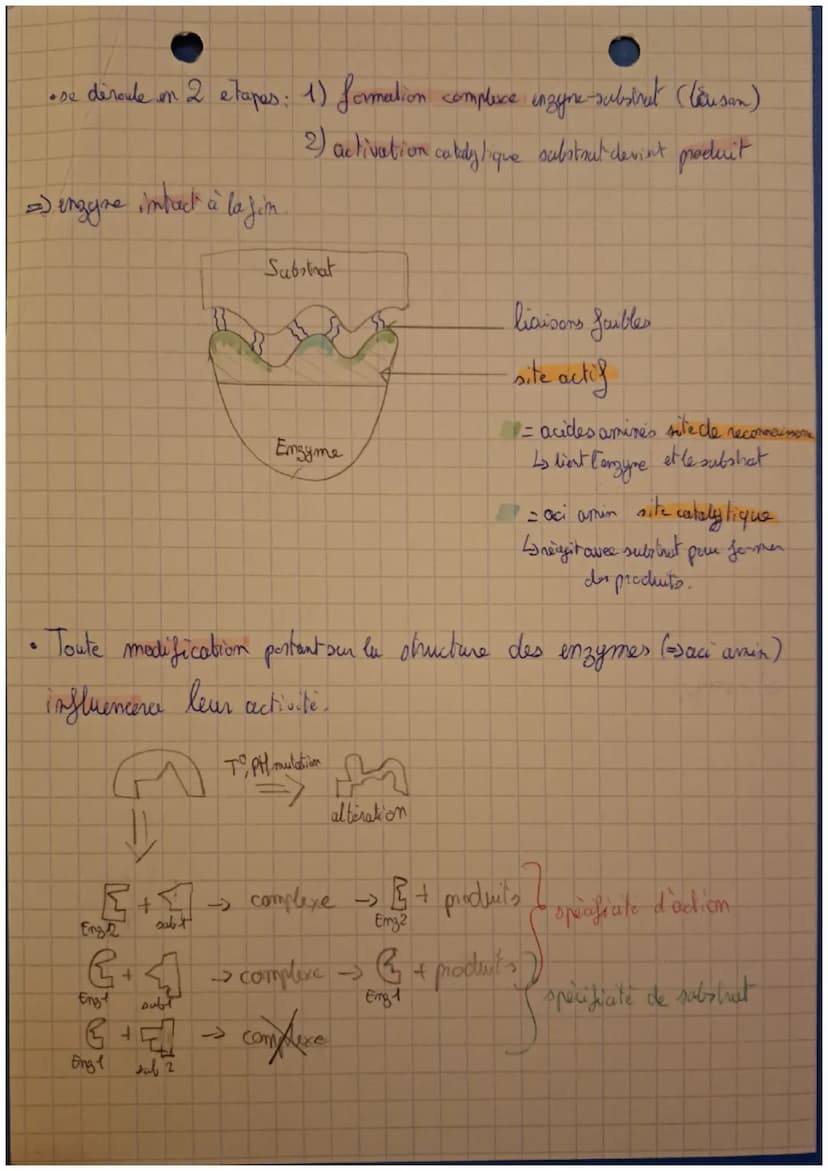 Les
enzymes
Emgyme
.: molecule biologique (proteine) capable d'accélém à
faible dose la vitesse d'une réaction chimique et de se
retrouver i