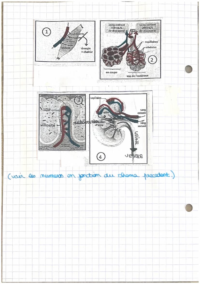 CHAPITRE 4: SCHÉMA:
↑↑
ARNENSE BA
..converan....
coeur
--poumons
...rein
interton gråte
...autora.
veine.
apichires...
...muscle..
sang rich