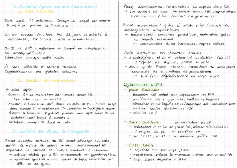 I- Chez vertébrés sup.
A- Generalites
Chez tous les métazoaires & fournissent 1/2 du génome et essentiel
du matériel cyto. de la & œuf et de