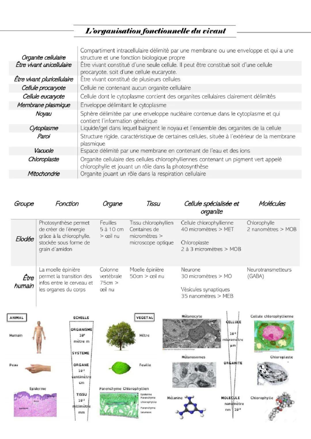 l'organisation du vivant et l'information génétique 