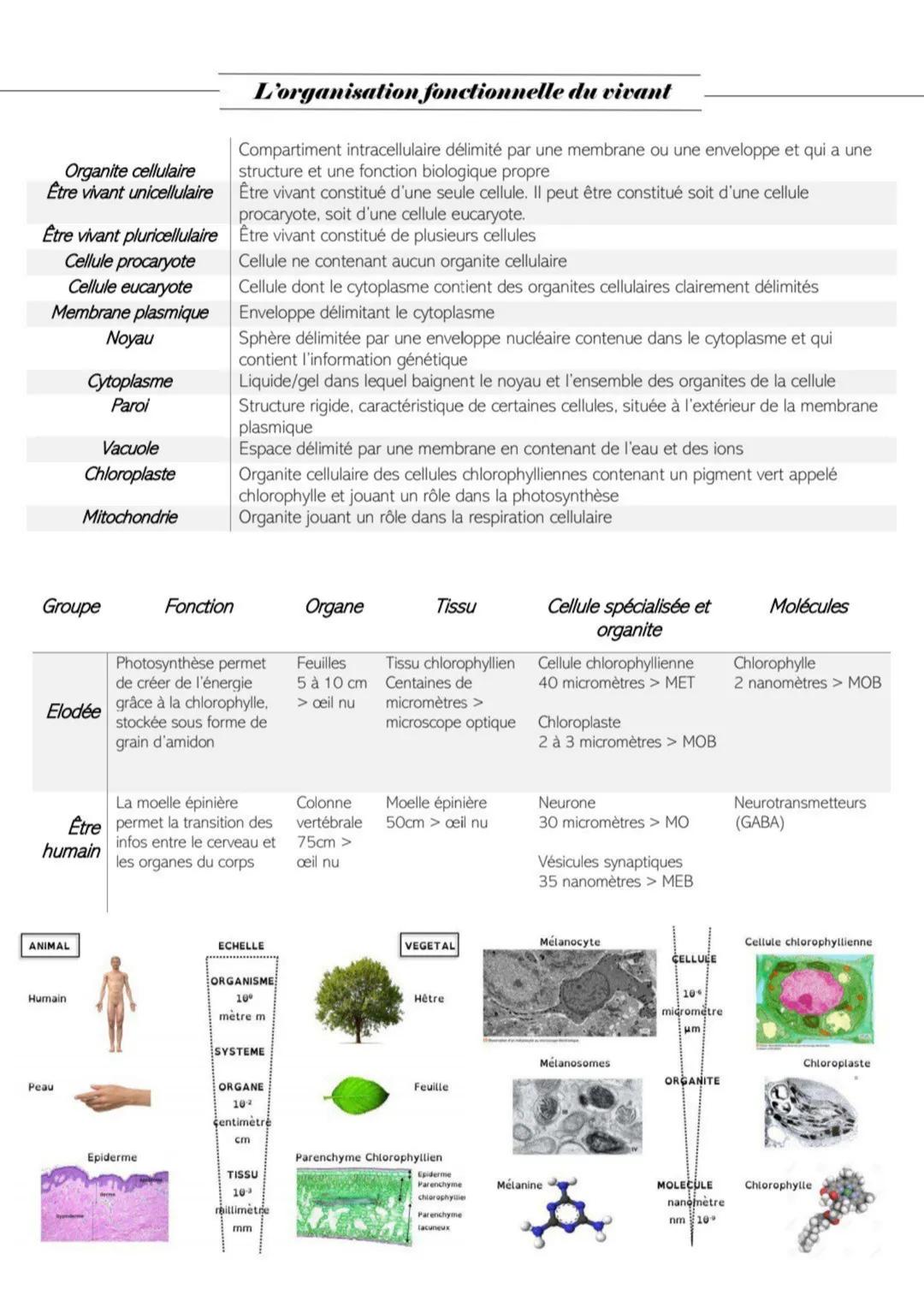 Organite cellulaire
Etre vivant unicellulaire
Être vivant pluricellulaire
Cellule procaryote
Cellule eucaryote
Membrane plasmique
Noyau
Grou
