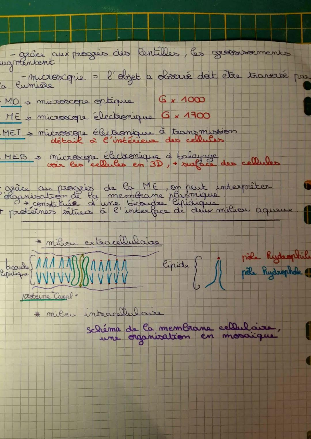 # FICHE DE REVISION
SVT
- Phematie (globule rouge)
transporter le dioxygène dans le corps vers Ces cellules.
- la reppiration est un phénomè