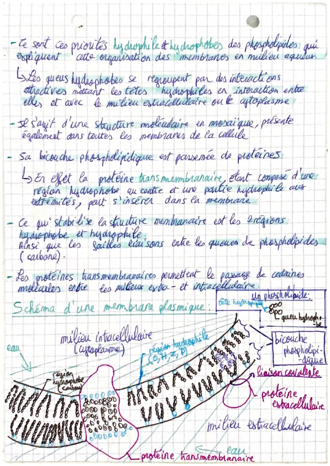E. S. la matie La the
La membrane cytoplasmique
→ La cellule est l'unité structural et fonctionnelle de TOUS
les êtres vivants
- Elles sont 