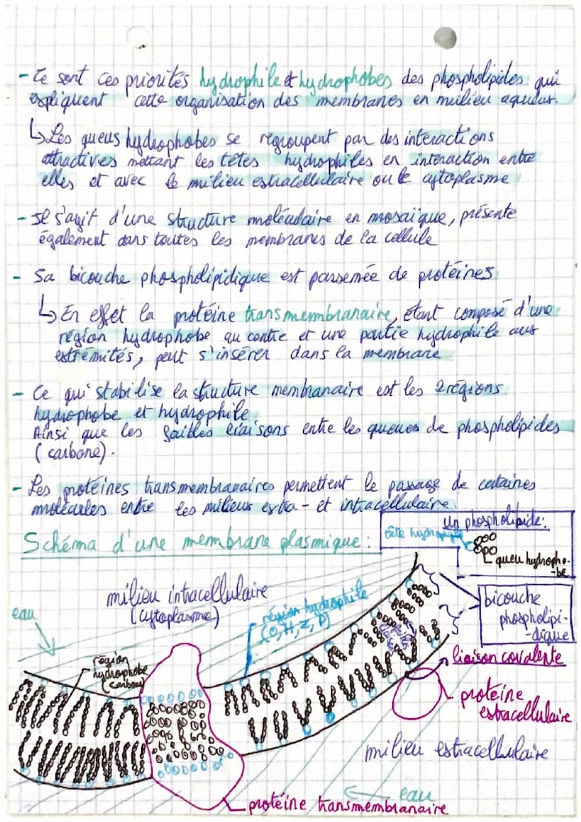 E. S. la matie La the
La membrane cytoplasmique
→ La cellule est l'unité structural et fonctionnelle de TOUS
les êtres vivants
- Elles sont 