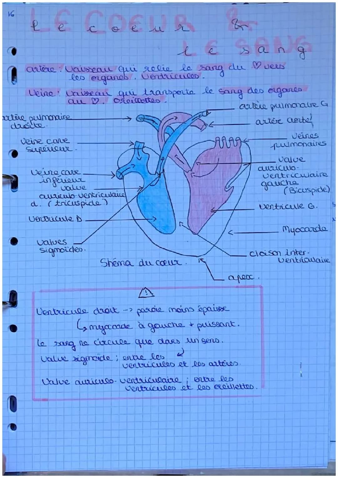 Tout sur le cœur: Anatomie, Schémas et Hypertension