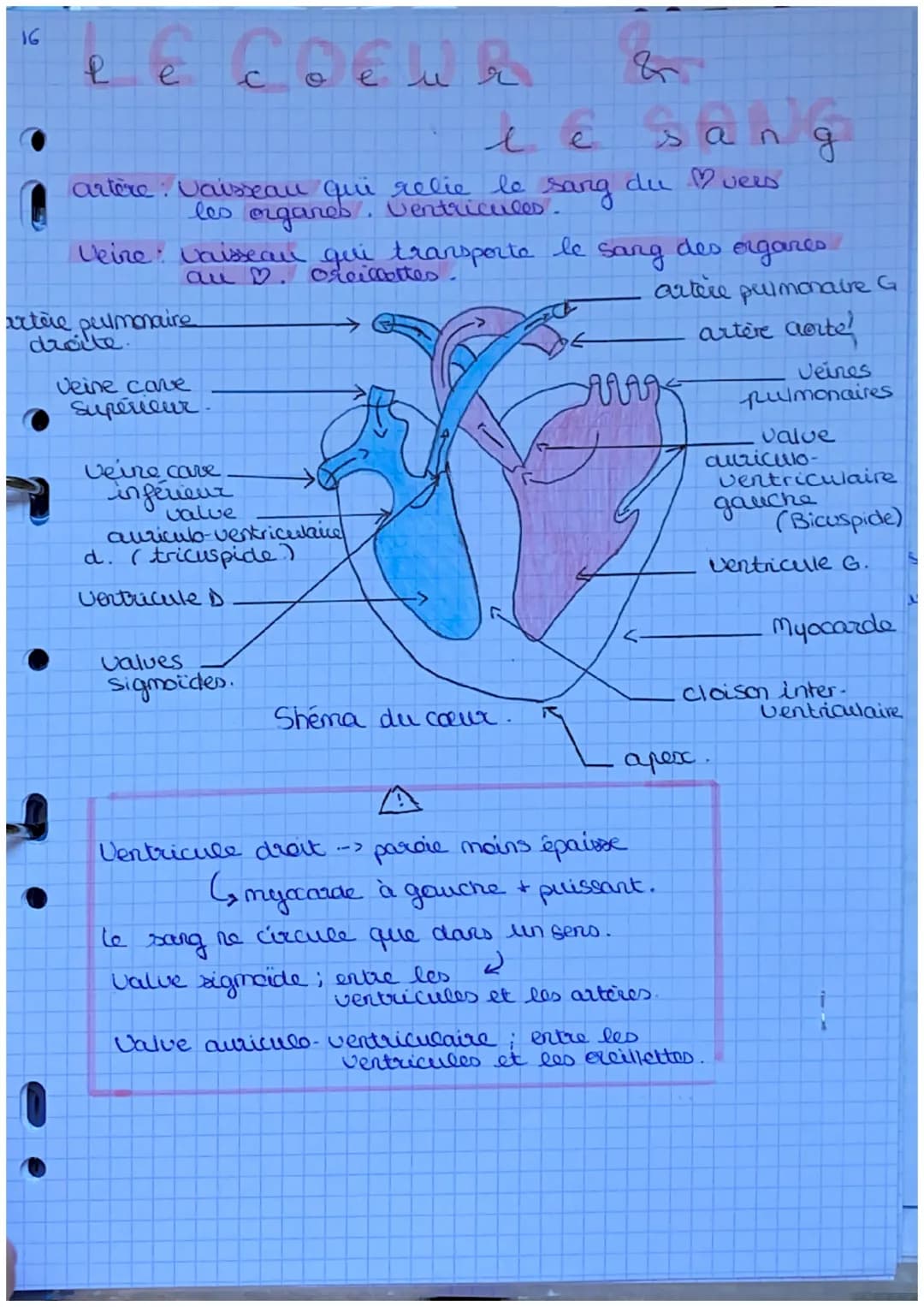 16
e E COEUR
e
e
u
artère : Vaisseau qui relie le sang
les organes. Ventricules.
le
Veine: vaisseau qui transporta
au ♡. Oreillettes
artère 