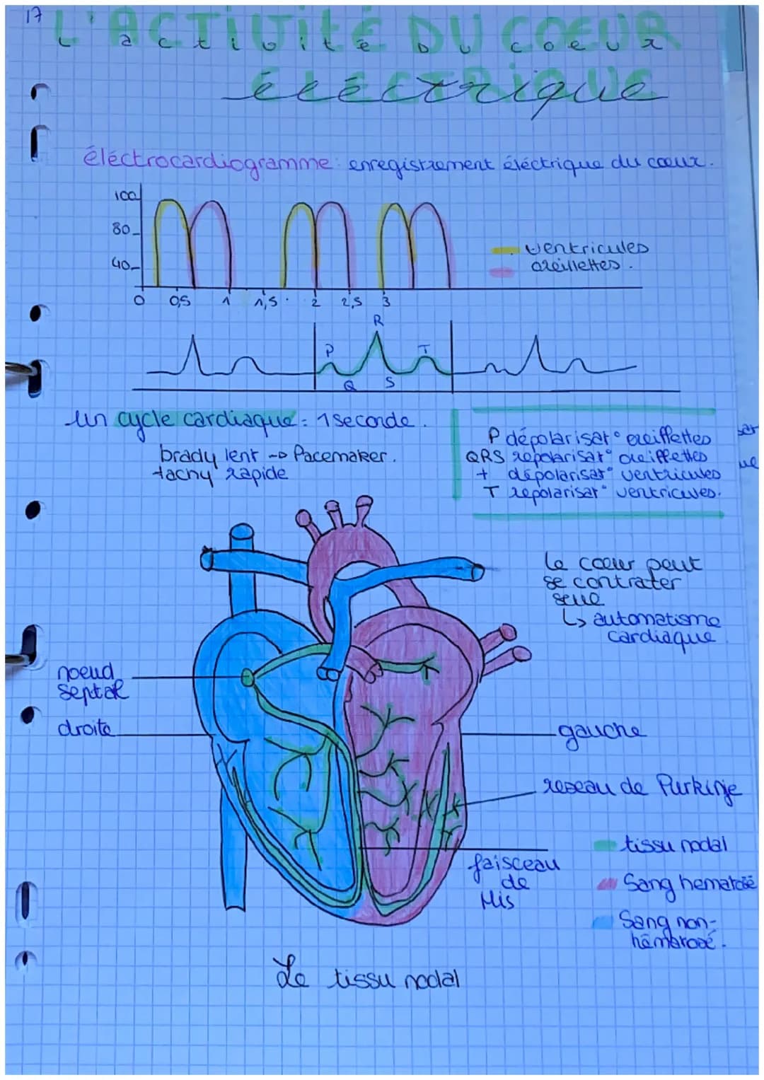 16
e E COEUR
e
e
u
artère : Vaisseau qui relie le sang
les organes. Ventricules.
le
Veine: vaisseau qui transporta
au ♡. Oreillettes
artère 