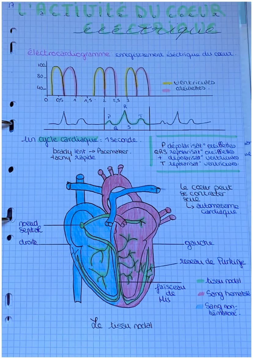 16
e E COEUR
e
e
u
artère : Vaisseau qui relie le sang
les organes. Ventricules.
le
Veine: vaisseau qui transporta
au ♡. Oreillettes
artère 