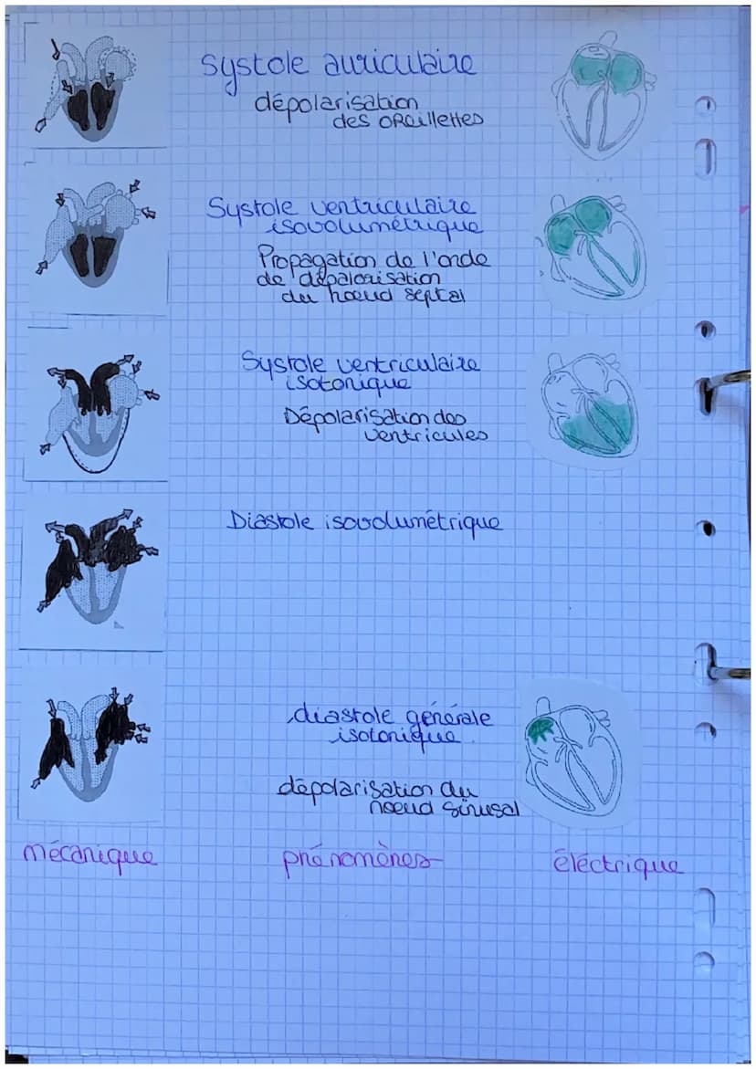 16
e E COEUR
e
e
u
artère : Vaisseau qui relie le sang
les organes. Ventricules.
le
Veine: vaisseau qui transporta
au ♡. Oreillettes
artère 