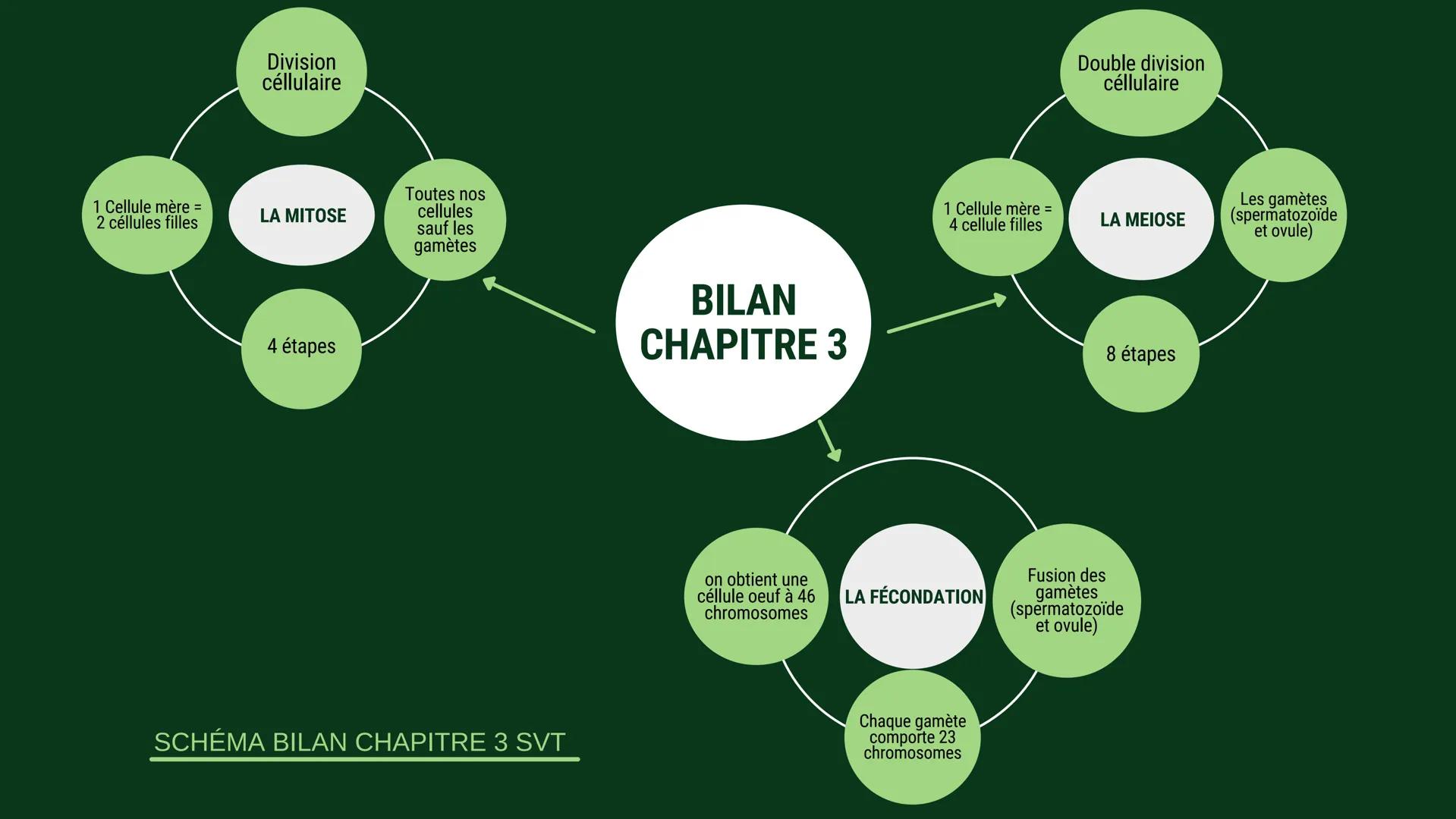 1 Cellule mère =
2 céllules filles
Division
céllulaire
LA MITOSE
4 étapes
Toutes nos
cellules
sauf les
gamètes
SCHÉMA BILAN CHAPITRE 3 SVT
B