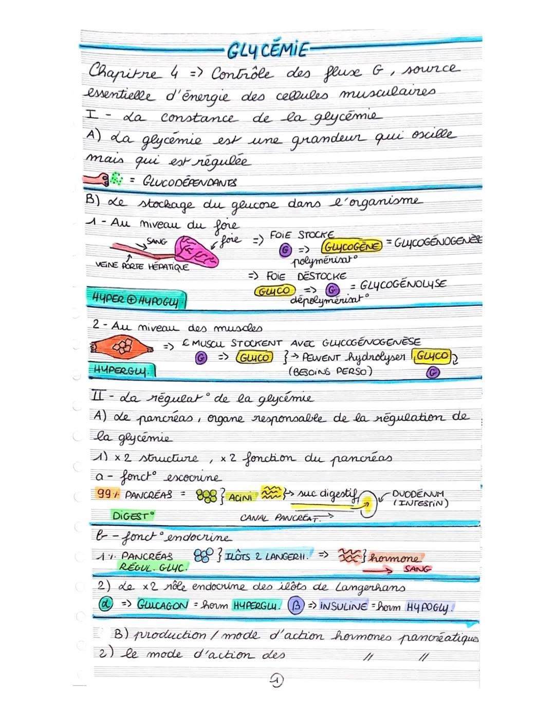 # GLY CEMIE-

Chapitre 4 => Contrôle des fluse G, source
essentielle d'énergie des cellules musculaires

I- La constance de la glycémie

A) 